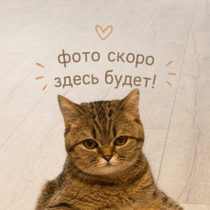 Фоторамка пластиковая со стеклом PoliANika 1412 (золото) 10*15